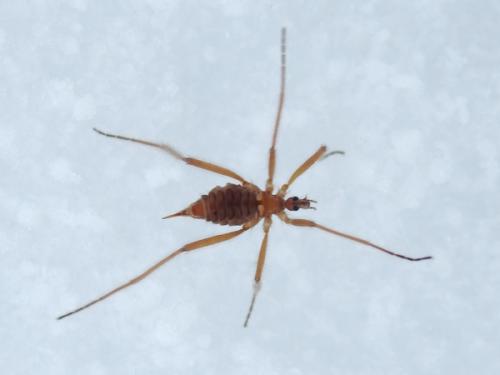 Chionea sp.